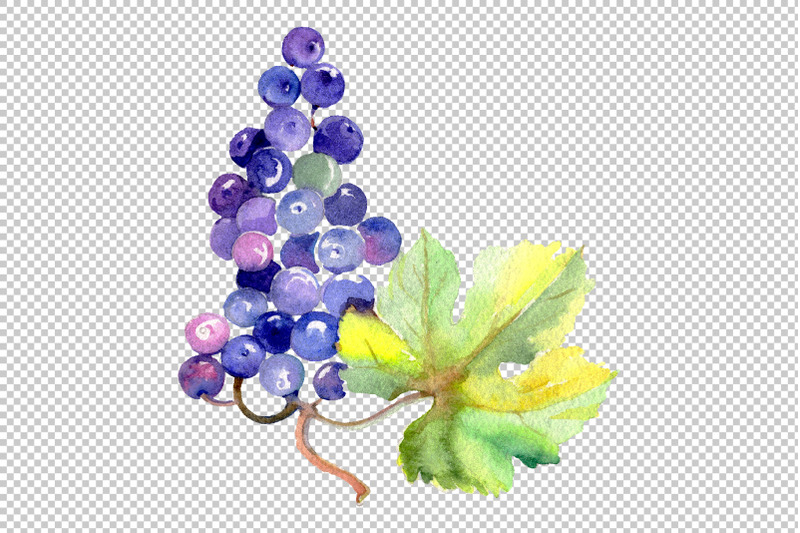 grapes-watercolor-png