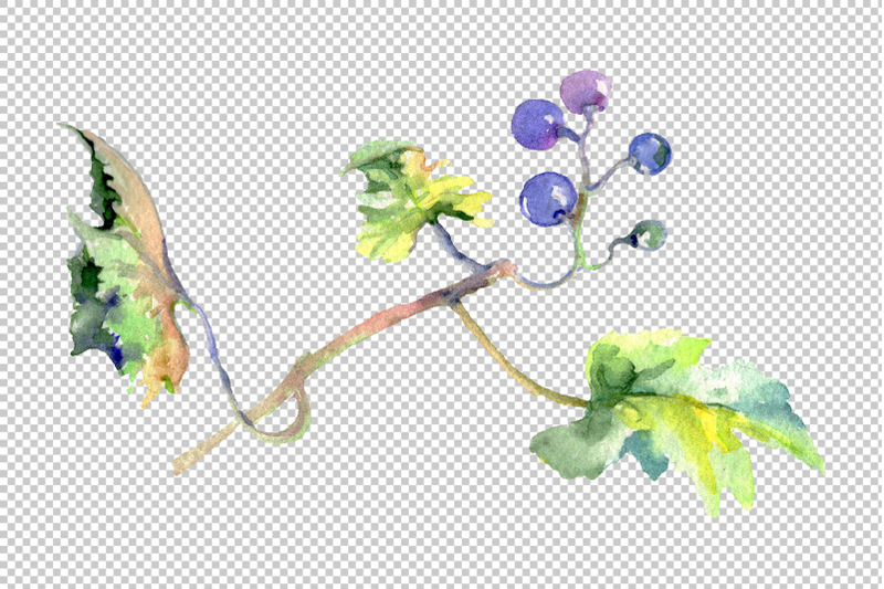 grapes-watercolor-png