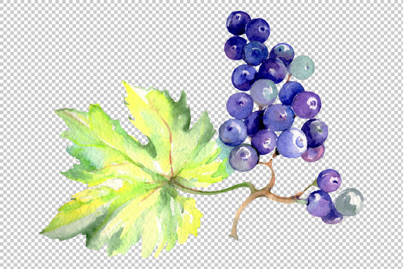 grapes-watercolor-png