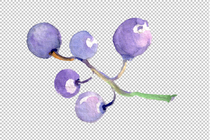 grapes-watercolor-png