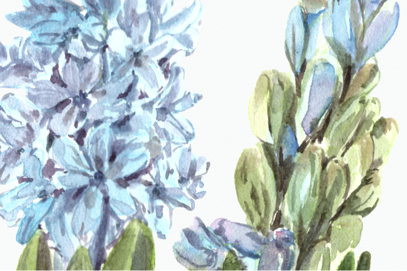 watercolor-hyacinth-clip-art-set