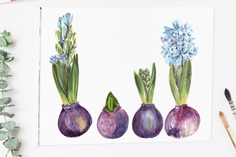 watercolor-hyacinth-clip-art-set