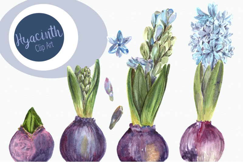 watercolor-hyacinth-clip-art-set