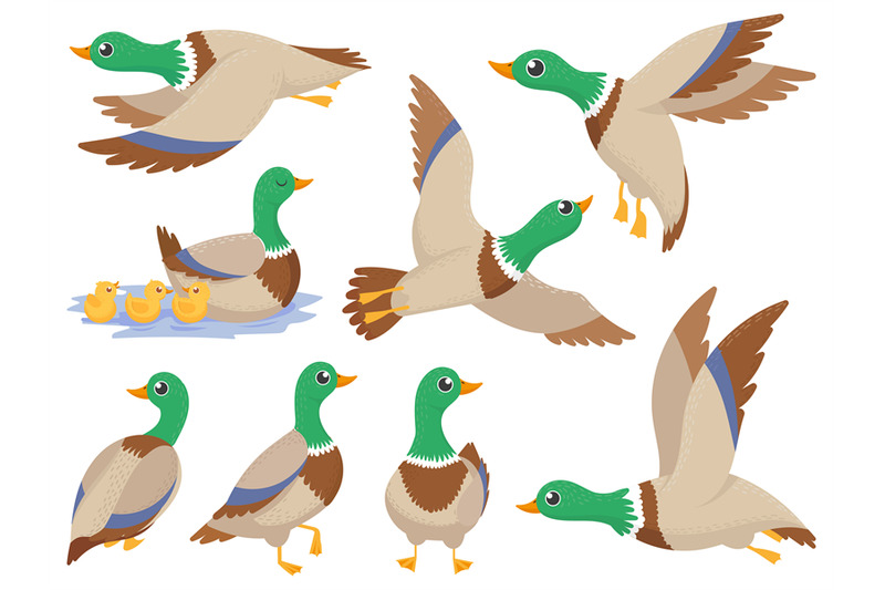 wild-ducks-mallard-duck-cute-flying-goose-and-green-headed-swimming