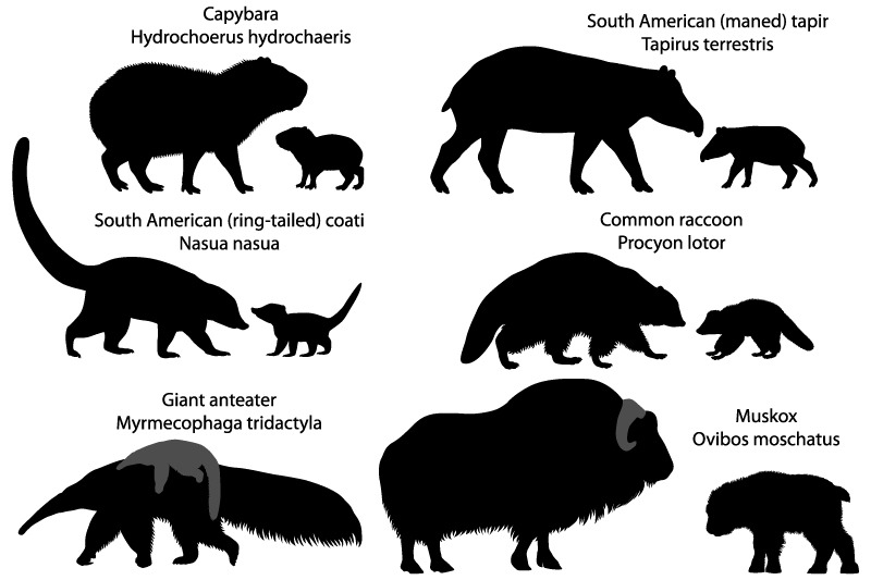silhouettes-of-animals-of-america-with-cubs