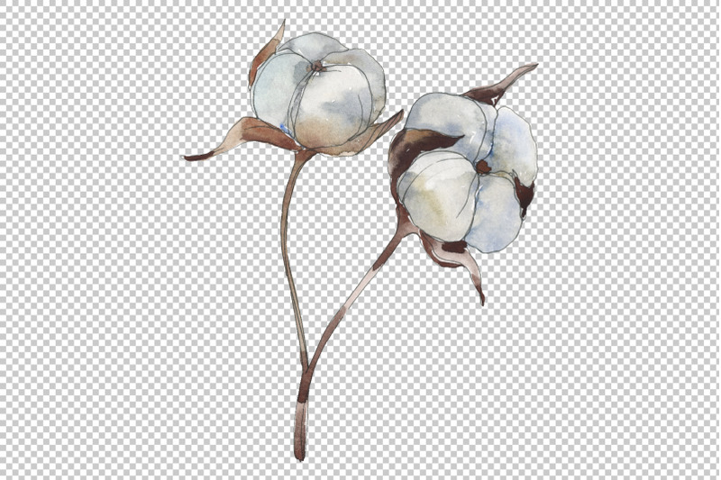 cotton-watercolor-png