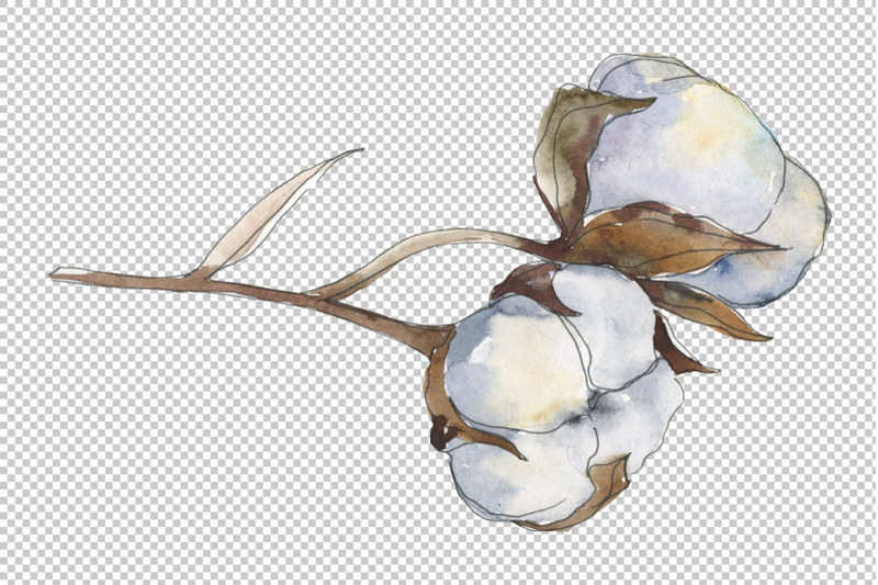 cotton-watercolor-png