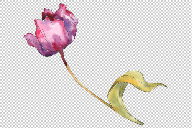 tulips-watercolor-png