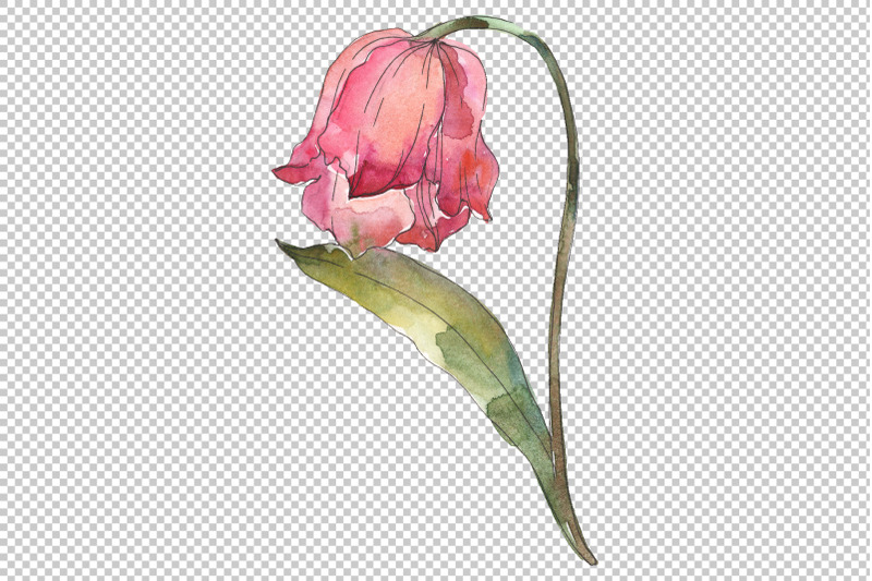 tulips-watercolor-png