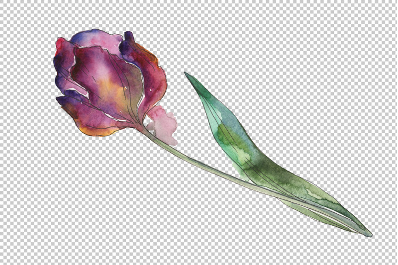 tulips-watercolor-png