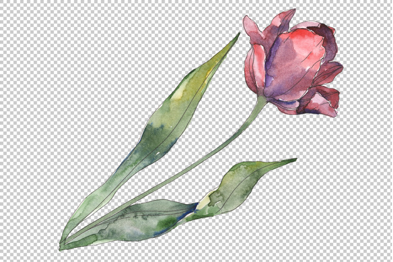 tulips-watercolor-png