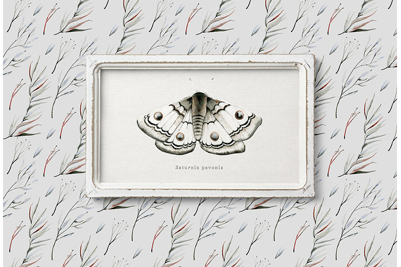 mavra-watercolor-moths-graphic-set