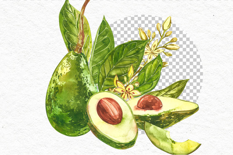 avocado-in-botanical-style