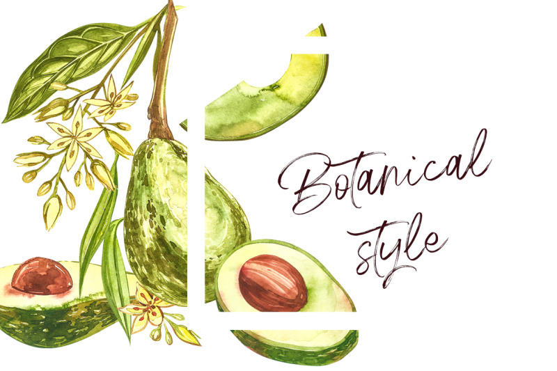 avocado-in-botanical-style