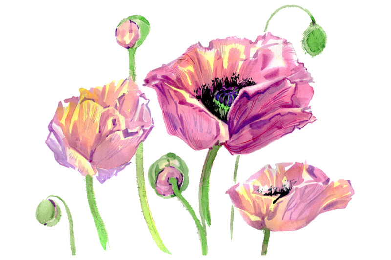 original-poppy-watercolor-png