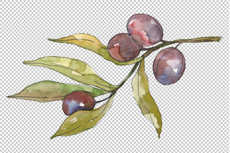 olives-watercolor-png