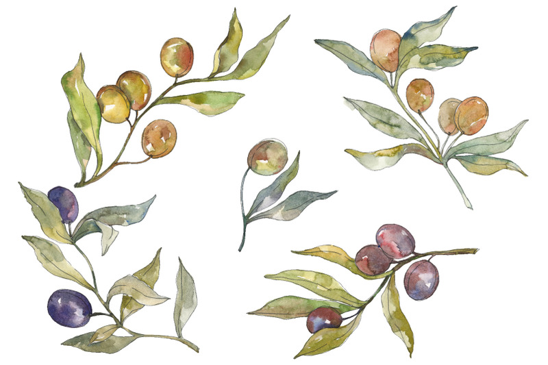 olives-watercolor-png