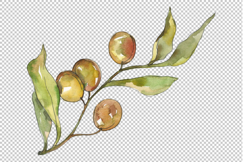 olives-watercolor-png