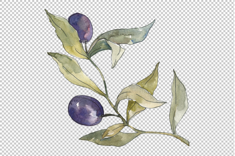 olives-watercolor-png