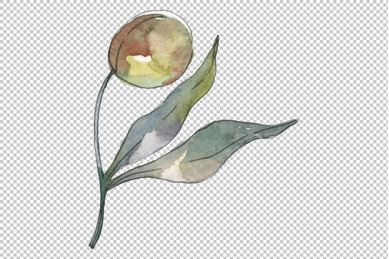 olives-watercolor-png