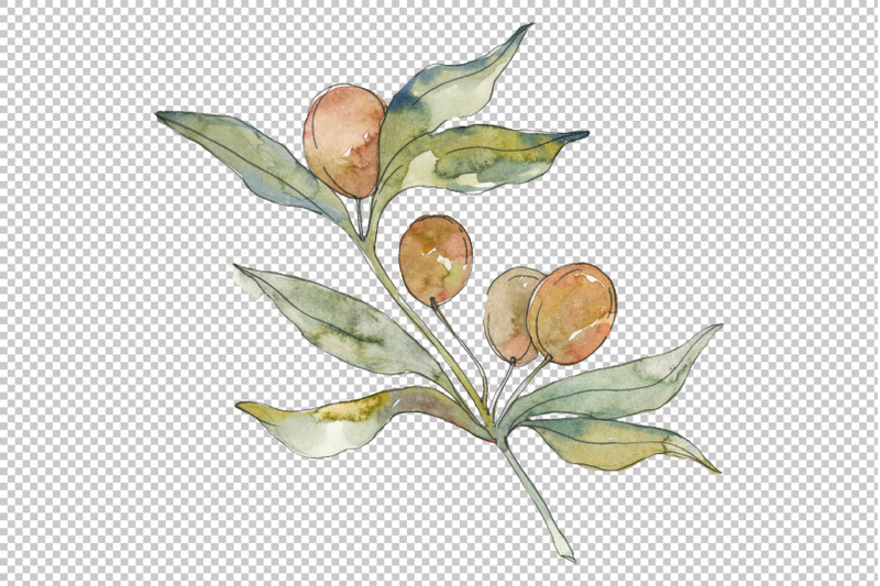 olives-watercolor-png