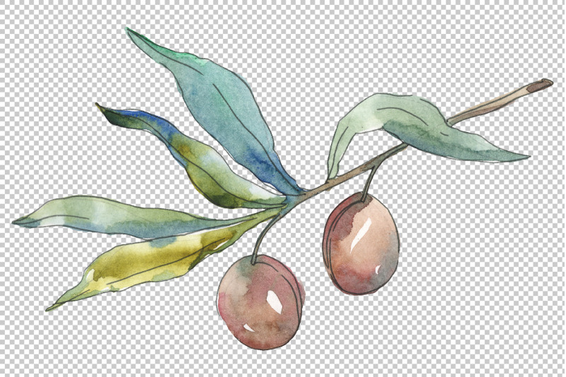 olives-2-watercolor-png