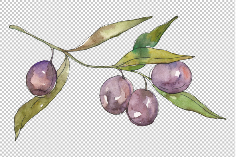 olives-2-watercolor-png