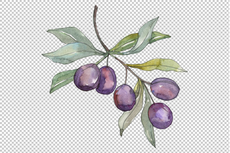 olives-2-watercolor-png