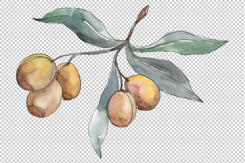 olives-2-watercolor-png