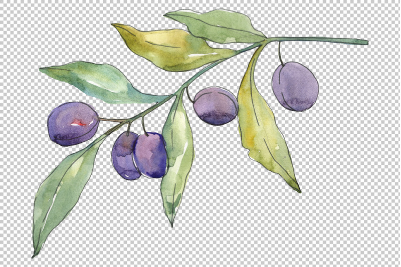 olives-3-watercolor-png