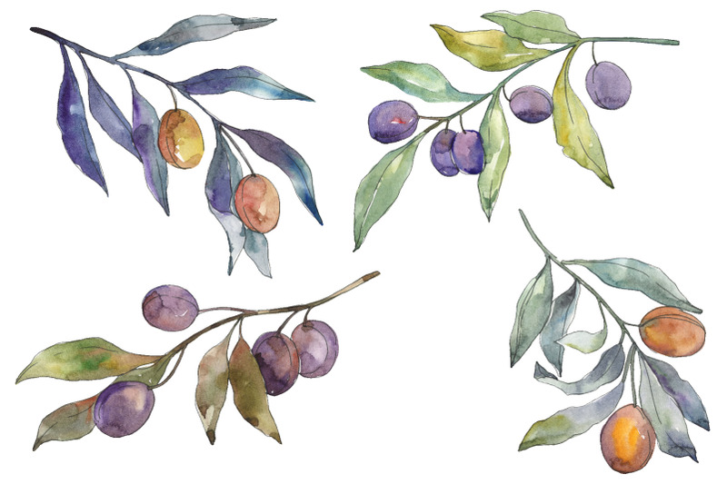 olives-3-watercolor-png