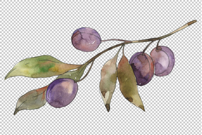 olives-3-watercolor-png