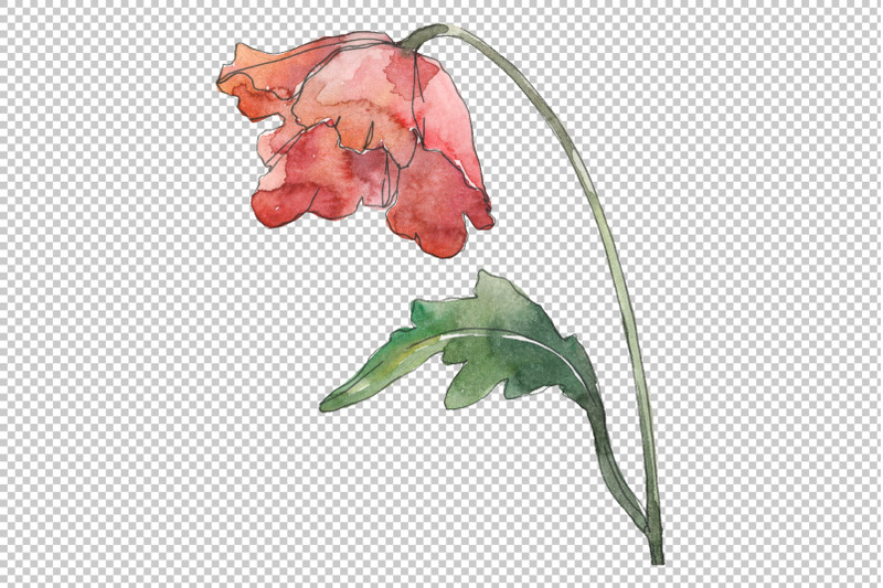 poppy-watercolor-png
