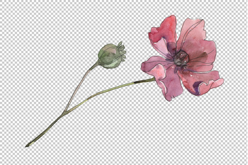 poppy-watercolor-png