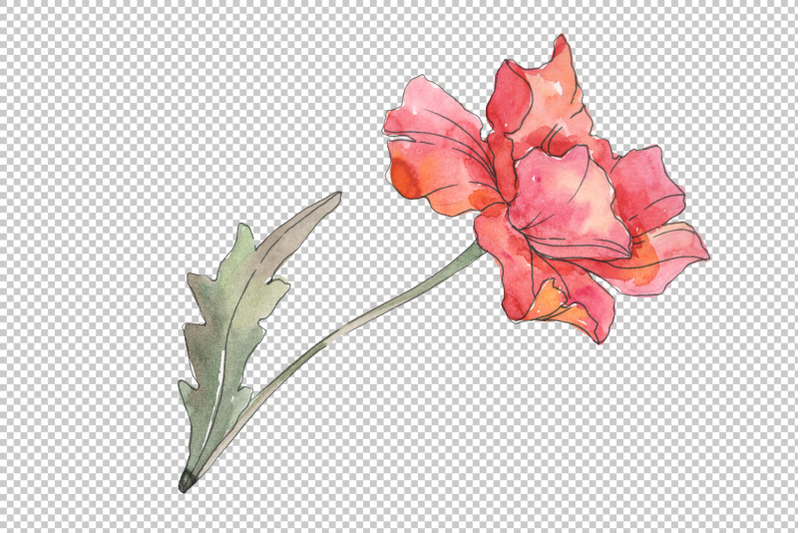 poppy-red-watercolor-png
