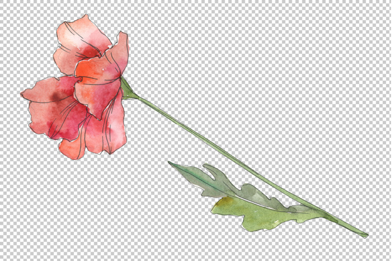 poppy-red-watercolor-png