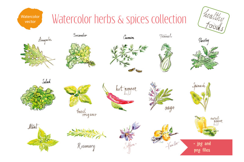 watercolor-herbs-amp-spices-collection