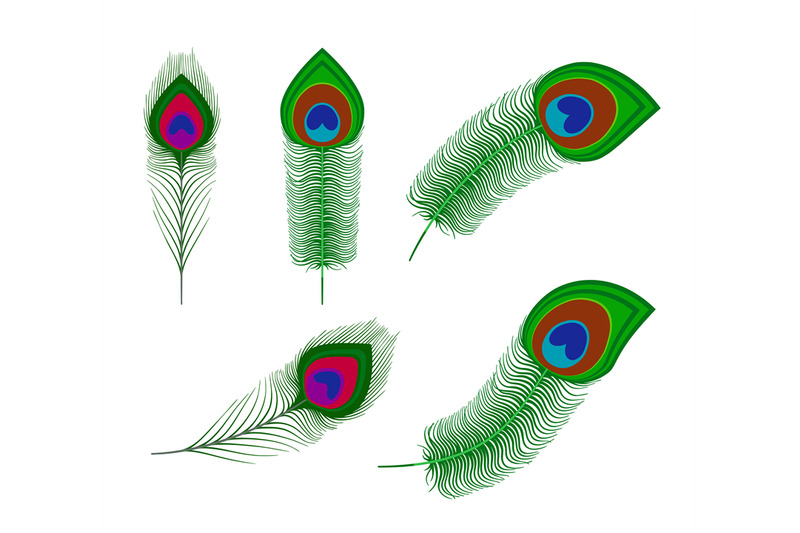 peacock-plume-feathers