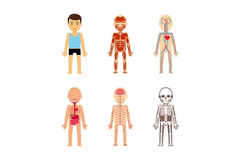 body-anatomy