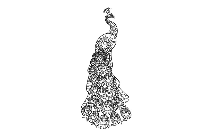 hand-drawn-peacock