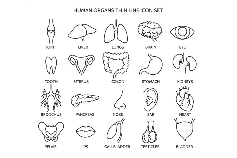 human-organ-line-icons