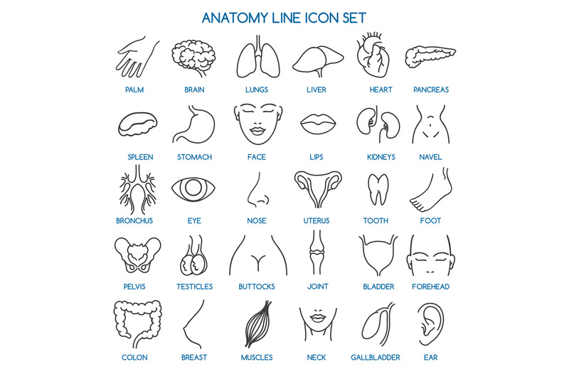 anatomy-line-icons