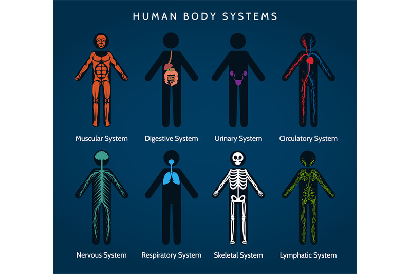 human-body-systems-anatomy