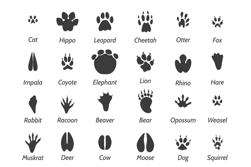 wildlife-animals-footprints