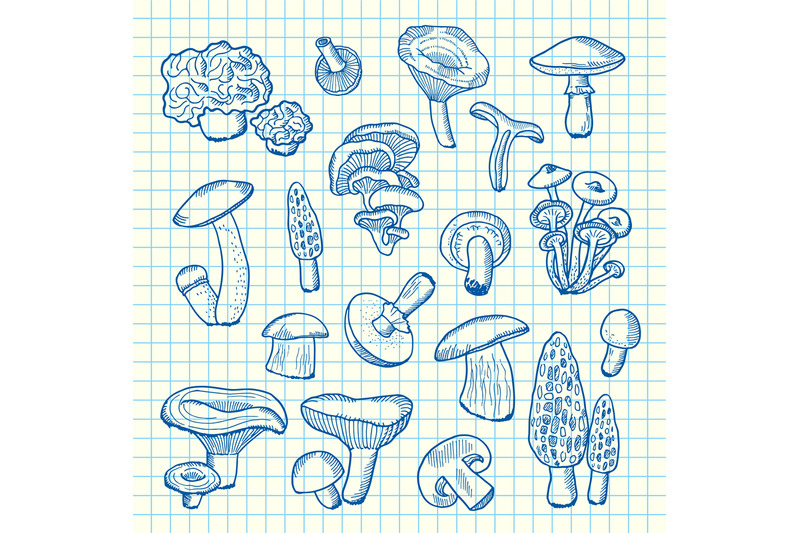 vector-hand-drawn-mushrooms-on-cell-sheet-illustration