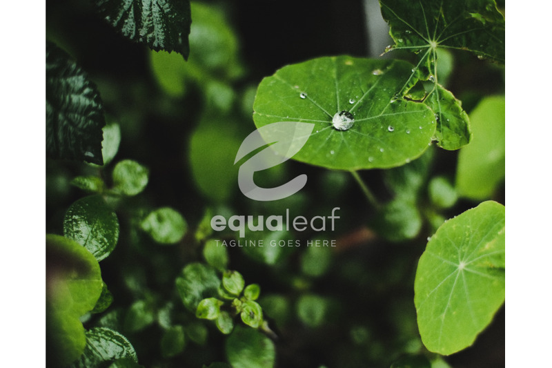 leaf-nature-logo-template-initial-e-vector-illustration-simple-logo-e