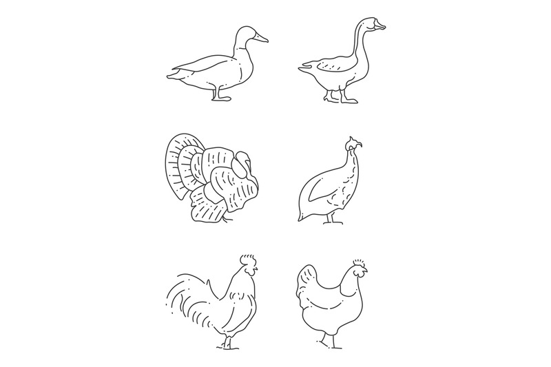 popular-farm-birds-thin-line-icons