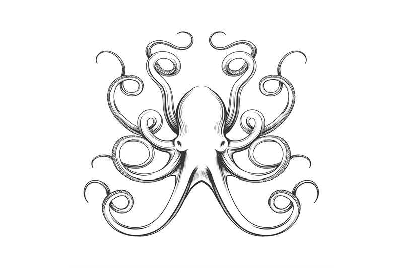 engraved-octopus-vector-icon