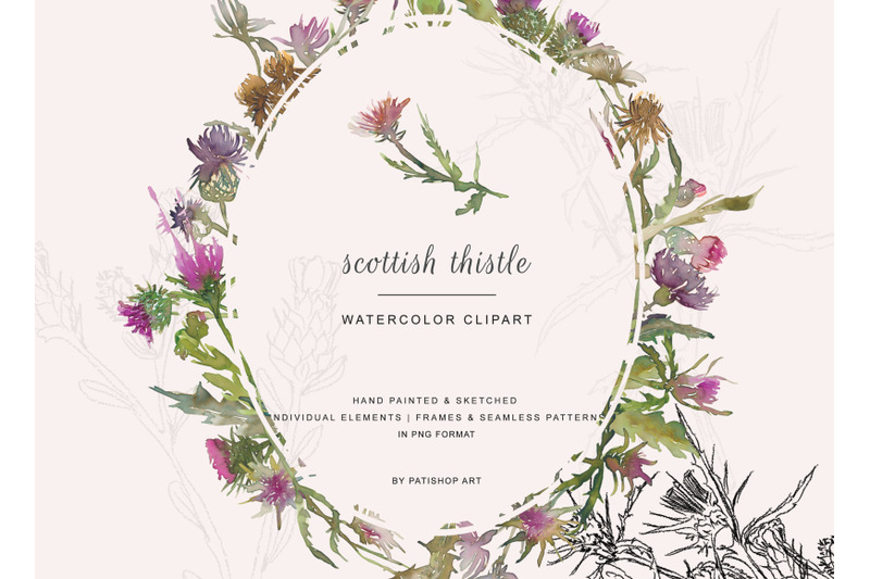 hand-painted-amp-sketched-thistle-clip-art-separate-elements-seamless