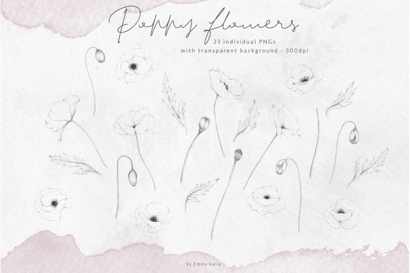 hand-sketched-poppy-flower-illustrations